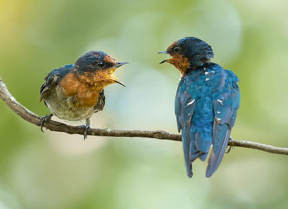 Two angry birds on a branch